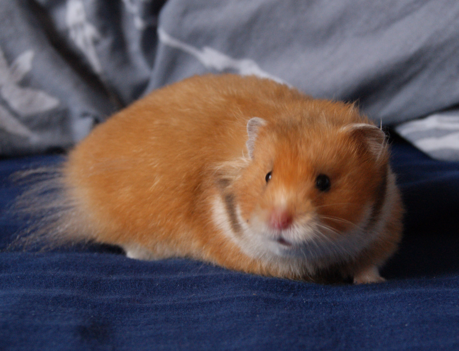 Syriens Couleurs Hamster op dia syriens-couleurs-hamster-op-dia