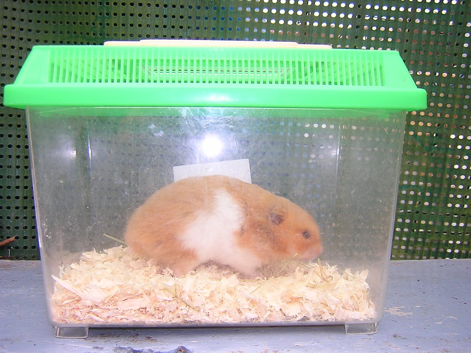 Les types de litières – Hamster'opédia