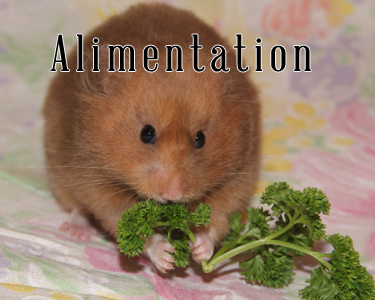 L'alimentation