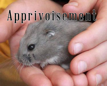 L'apprivoisement