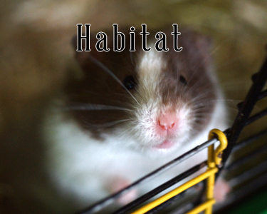 L'habitat