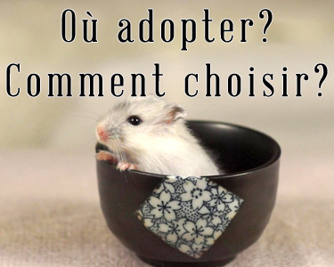 Où l'adopter et comment le choisir?
