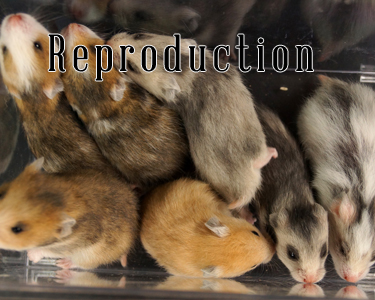 La reproduction