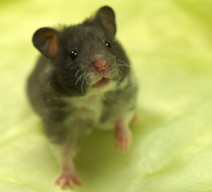 News de l’élevage – Update on my Hamstery