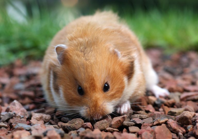 [Syrien] Rouille – Hamster'opédia