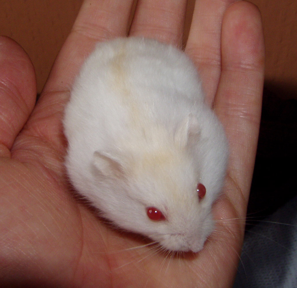 [Russe] Perle – Hamster'opédia