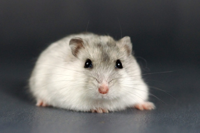 [Russe] Perle – Hamster'opédia
